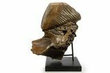 Adult Woolly Mammoth Upper Jaw - North Sea #337179-3